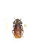  ( - CTBB-2040)  @11 [ ] Copyright © (2017) Thierry Bouyer Research Collection of Thierry Bouyer