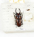  (Prosopocoilus gellensae - CTBB-2121)  @13 [ ] Copyright © (2017) Thierry Bouyer Research Collection of Thierry Bouyer