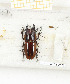  (Prosopocoilus kirchneri - CTBB-2123)  @12 [ ] Copyright © (2017) Thierry Bouyer Research Collection of Thierry Bouyer