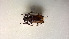  ( - CTBB-2231)  @11 [ ] Copyright © (2017) Thierry Bouyer research collection of A. Drumont