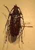  ( - CTBB-2271)  @11 [ ] Copyright © (2018) Alain Drumont research collection of Alain Drumont