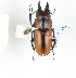  (Prosopocoilus kasaiensis - CTBB-2273)  @14 [ ] Copyright © (2018) Th. Bouyer Research Collection of Thierry Bouyer