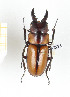  (Prosopocoilus demeyeri - CTBB-2275)  @14 [ ] Copyright © (2018) Th. Bouyer Research Collection of Thierry Bouyer