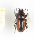  ( - CTBB-2277)  @11 [ ] Copyright © (2018) Th. Bouyer Research Collection of Thierry Bouyer