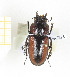  ( - CTBB-2278)  @13 [ ] Copyright © (2018) Th. Bouyer Research Collection of Thierry Bouyer