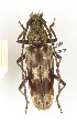  ( - CTBB-2282)  @11 [ ] Copyright © (2018) Th. Bouyer Research Collection of Thierry Bouyer