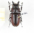  (Prosopocoilus katanganus - CTBB-2284)  @11 [ ] Copyright © (2018) Th. Bouyer Research Collection of Thierry Bouyer