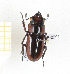  ( - CTBB-2291)  @11 [ ] Copyright © (2018) Th. Bouyer Research Collection of Thierry Bouyer