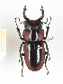  ( - CTBB-2294)  @11 [ ] Copyright © (2018) Th. Bouyer Research Collection of Thierry Bouyer