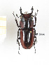  (Prosopocoilus specularis - CTBB-2295)  @11 [ ] Copyright © (2018) Th. Bouyer Research Collection of Thierry Bouyer