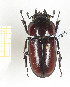  ( - CTBB-2315)  @11 [ ] Copyright © (2018) Th. Bouyer Research Collection of Thierry Bouyer