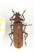  ( - CTBB-2330)  @11 [ ] Copyright © (2018) Th. Bouyer Research Collection of Thierry Bouyer