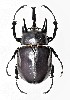  ( - CTBB-2348)  @11 [ ] Copyright © (2018) Jaak Van Meenen Research Collection of Jaak Van Meenen