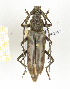  (Pachydissus sp. 2 - CTBB-2413)  @11 [ ] Copyright © (2018) Th. Bouyer Research Collection of Thierry Bouyer