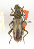  (Pachydissus sp. 3 - CTBB-2414)  @11 [ ] Copyright © (2018) Th. Bouyer Research Collection of Thierry Bouyer