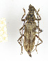  (Pachydissus sp. 4 - CTBB-2415)  @11 [ ] Copyright © (2018) Th. Bouyer Research Collection of Thierry Bouyer