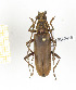  ( - CTBB-2416)  @11 [ ] Copyright © (2018) Th. Bouyer Research Collection of Thierry Bouyer