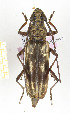  (Pachydissus sp. 5 - CTBB-2417)  @14 [ ] Copyright © (2018) Th. Bouyer Research Collection of Thierry Bouyer