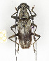  (Pachydissus schoenigi - CTBB-2419)  @11 [ ] Copyright © (2018) Th. Bouyer Research Collection of Thierry Bouyer