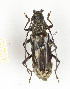  (Pachydissus sp. 6 - CTBB-2420)  @14 [ ] Copyright © (2018) Th. Bouyer Research Collection of Thierry Bouyer