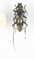  (Pachydissus camerunicus - CTBB-2422)  @14 [ ] Copyright © (2018) Th. Bouyer Research Collection of Thierry Bouyer
