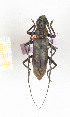  ( - CTBB-2424)  @11 [ ] Copyright © (2018) Th. Bouyer Research Collection of Thierry Bouyer