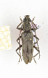  ( - CTBB-2425)  @11 [ ] Copyright © (2018) Th. Bouyer Research Collection of Thierry Bouyer