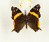  (Antanartia schaeneia diluta - CTBB-2435)  @11 [ ] Copyright © (2018) Thierry Bouyer Research Collection of Thierry Bouyer