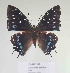  ( - CTBB-2531)  @13 [ ] Copyright © (2018) Thierry Bouyer Research Collection of Thierry Bouyer