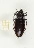  ( - CTBB-2560)  @11 [ ] Copyright © (2018) Thierry Bouyer Research Collection of Thierry Bouyer