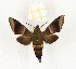  ( - CTBB-2677)  @14 [ ] Copyright © (2019) Thierry Bouyer Research Collection of Thierry Bouyer