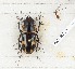  (Prosopocoilus umhangi - CTBB-2708)  @11 [ ] Copyright © (2019) Thierry Bouyer Research Collection of Thierry Bouyer