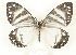  ( - CTBB-2711)  @11 [ ] Copyright © (2020) Thierry Bouyer Research Collection of Thierry Bouyer