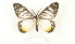  ( - CTBB-2712)  @11 [ ] Copyright © (2020) Thierry Bouyer Research Collection of Thierry Bouyer