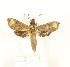  (Antinephele weberi - CTBB-2719)  @14 [ ] Copyright © (2020) Thierry Bouyer Research Collection of Thierry Bouyer