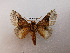  ( - CTBB-2772)  @11 [ ] Copyright © (2020) A.Cipolla Research Collection of A. Cipolla