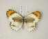  ( - CTBB-2936)  @11 [ ] Copyright © (2018) Thierry Bouyer Research Collection of Thierry Bouyer