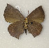  ( - CTBB-2939)  @11 [ ] Copyright © (2018) Thierry Bouyer Research Collection of Thierry Bouyer