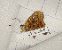  ( - CTBB-2966)  @11 [ ] Copyright © (2018) Thierry Bouyer Research Collection of Thierry Bouyer