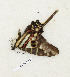  ( - CTBB-3112)  @11 [ ] Copyright © (1955) Th. Bouyer Research Collection of Thierry Bouyer
