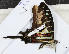  ( - CTBB-3152)  @11 [ ] Copyright © (1995) Th. Bouyer Research Collection of Thierry Bouyer