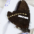  ( - CTBB-3157)  @11 [ ] Copyright © (2000) Th. Bouyer Research Collection of Thierry Bouyer