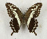  ( - CTBB-3167)  @11 [ ] Copyright © (2010) Th. Bouyer Research Collection of Thierry Bouyer