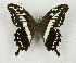  ( - CTBB-3168)  @11 [ ] Copyright © (2011) Th. Bouyer Research Collection of Thierry Bouyer