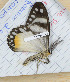  ( - CTBB-3172)  @11 [ ] Copyright © (2015) Th. Bouyer Research Collection of Thierry Bouyer