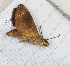  ( - CTBB-3175)  @11 [ ] Copyright © (2018) Th. Bouyer Research Collection of Thierry Bouyer