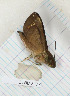  ( - CTBB-3177)  @11 [ ] Copyright © (2018) Th. Bouyer Research Collection of Thierry Bouyer