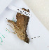  ( - CTBB-3179)  @11 [ ] Copyright © (2018) Th. Bouyer Research Collection of Thierry Bouyer