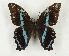  ( - CTBB-3236)  @11 [ ] Copyright © (1984) Th. Bouyer Research Collection of Thierry Bouyer