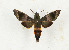  ( - CTBB-3259)  @14 [ ] Copyright © (2007) Th. Bouyer Research Collection of Thierry Bouyer